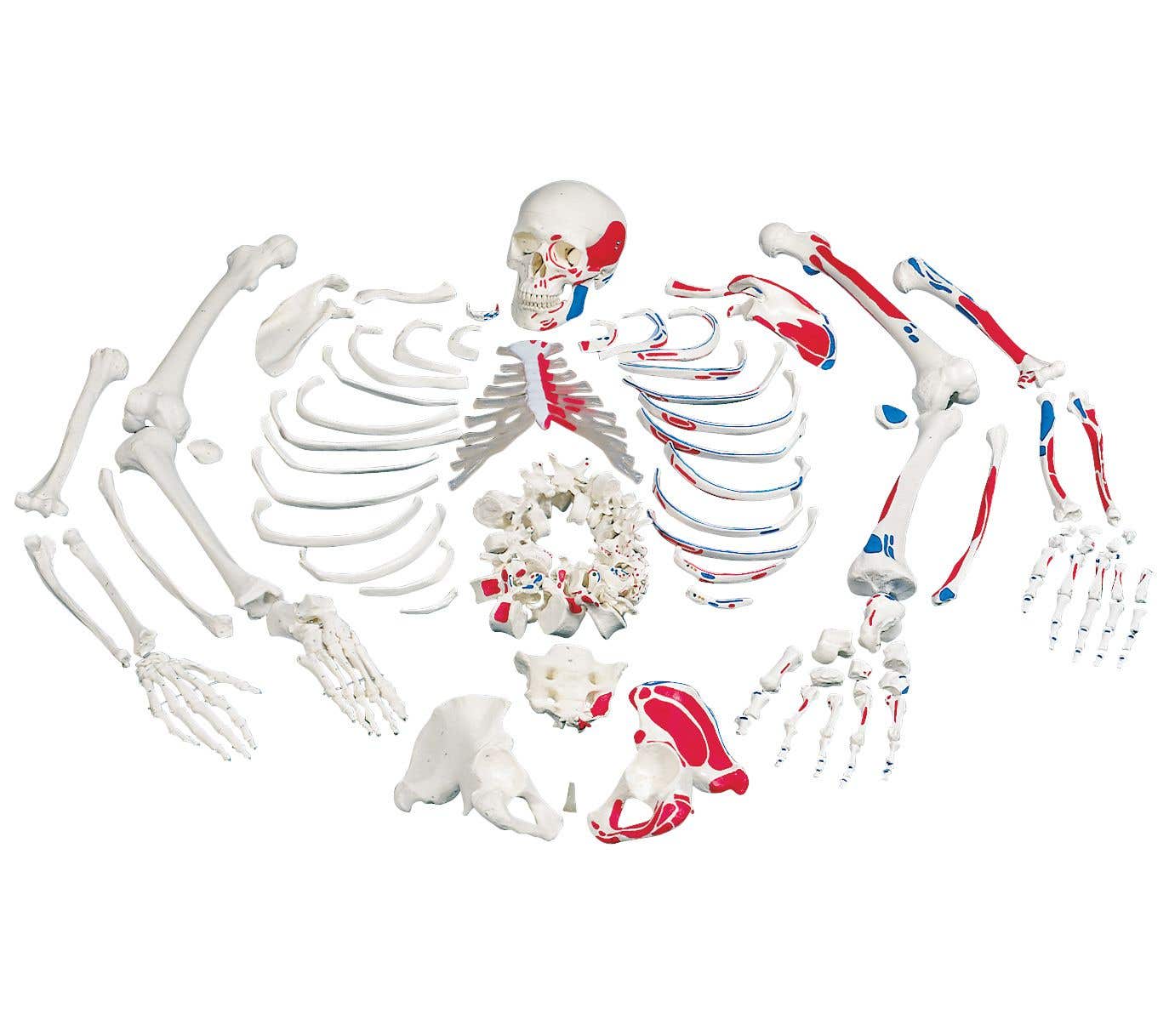 DisarticulatedSkeletonFullyPainted