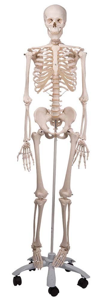 Stan-StandardSkeletononPelvicRollerStand