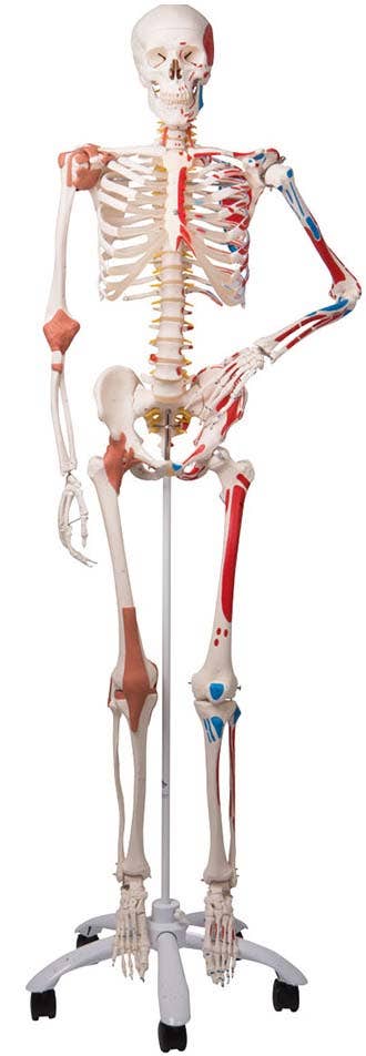 SuperHumanSkeletonModelSamwithPelvicRollerStand