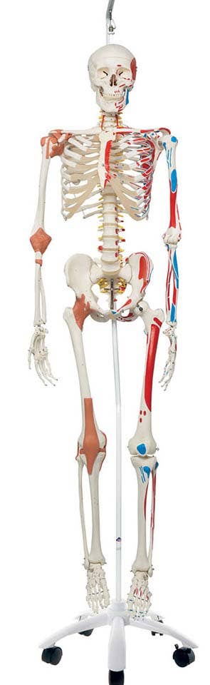 SamTheSuperSkeletonW/HangingStand