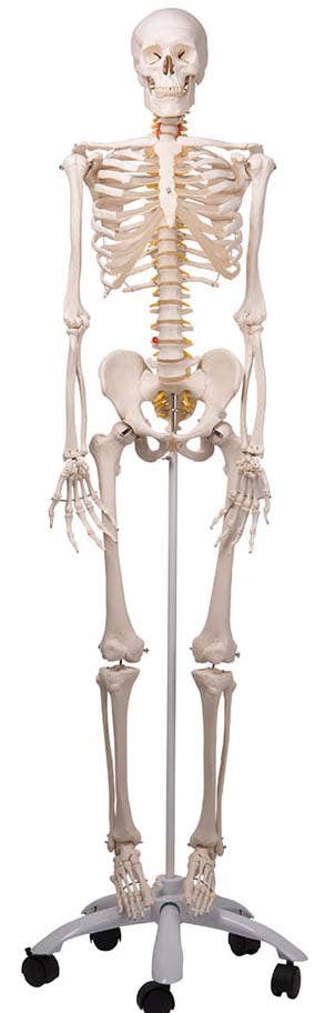 Fred-TheFlexibleSkeletonW/5RollerStand