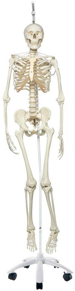 TheFunctionalSkeletonOnHangingStand,Frank