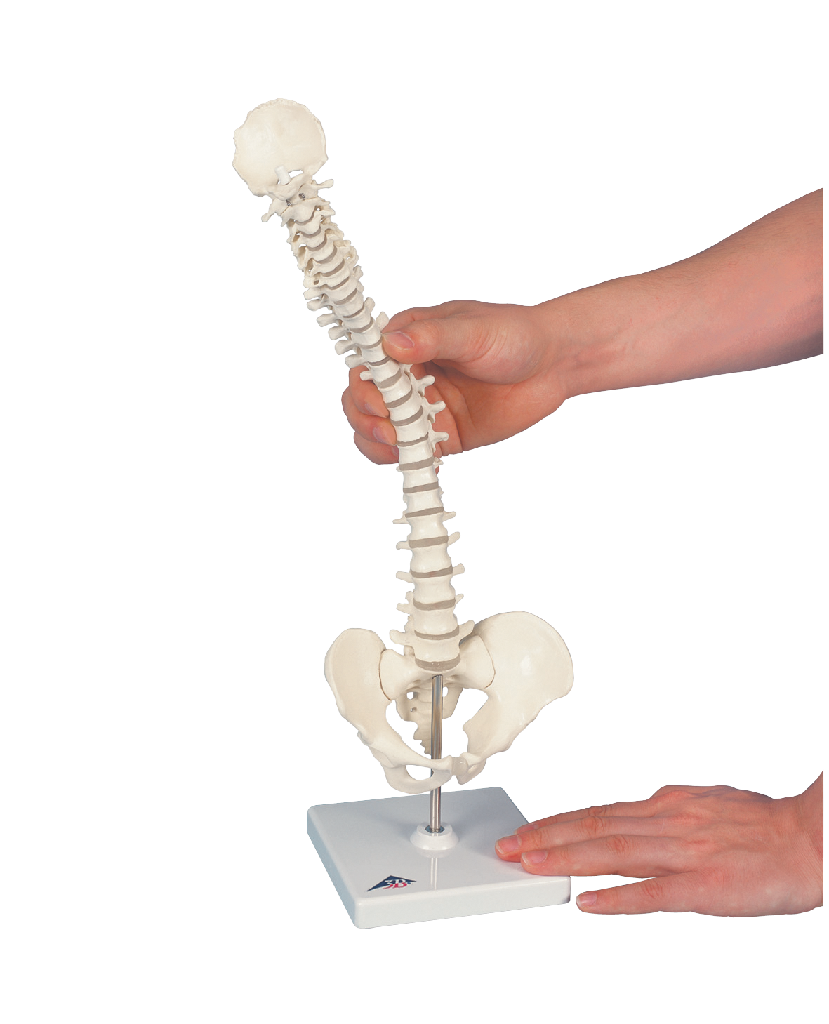 MiniVertebralSpinalColumn-FlexibleOnStand