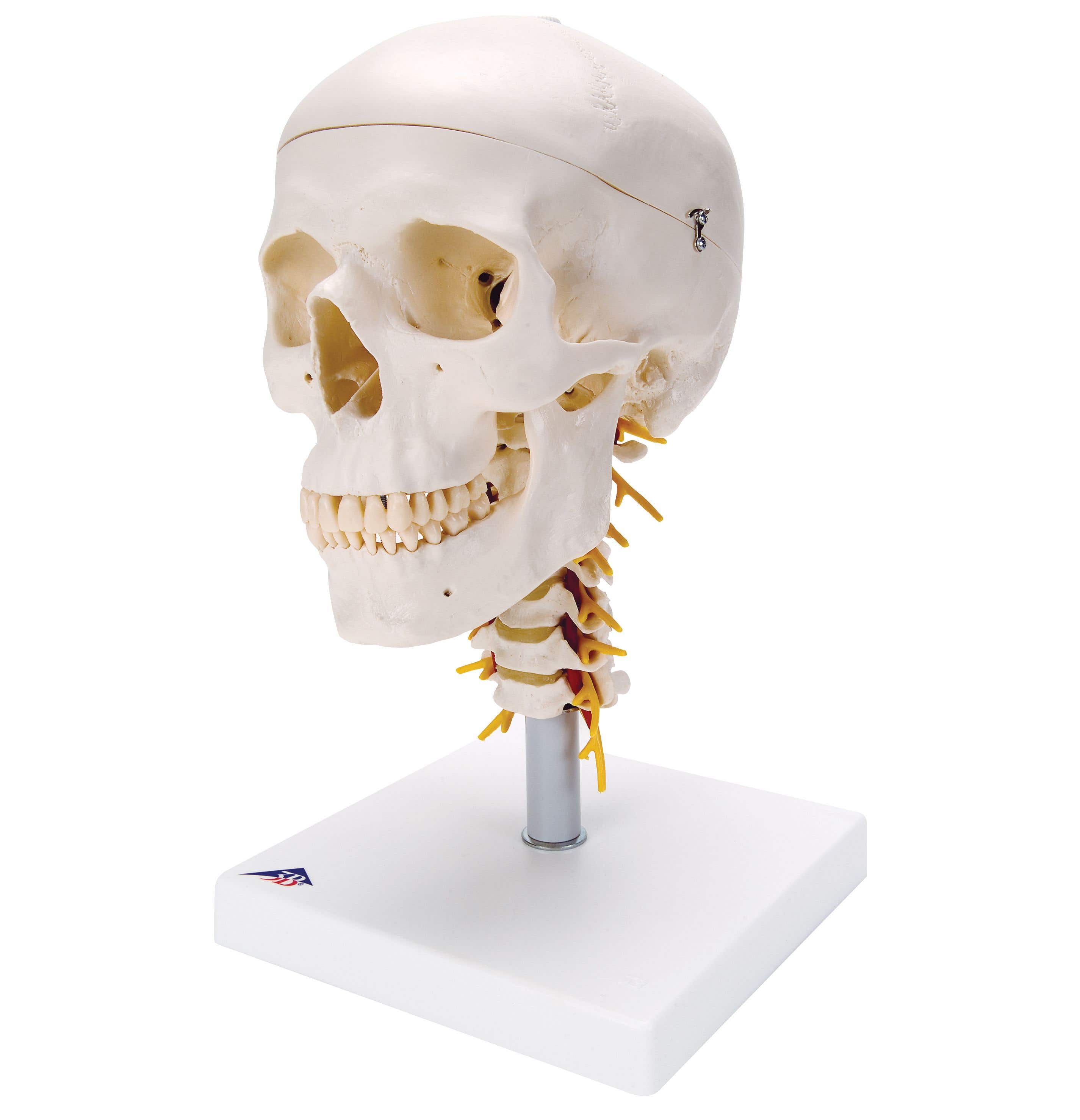 SkullOnCervicalSpine-4Part