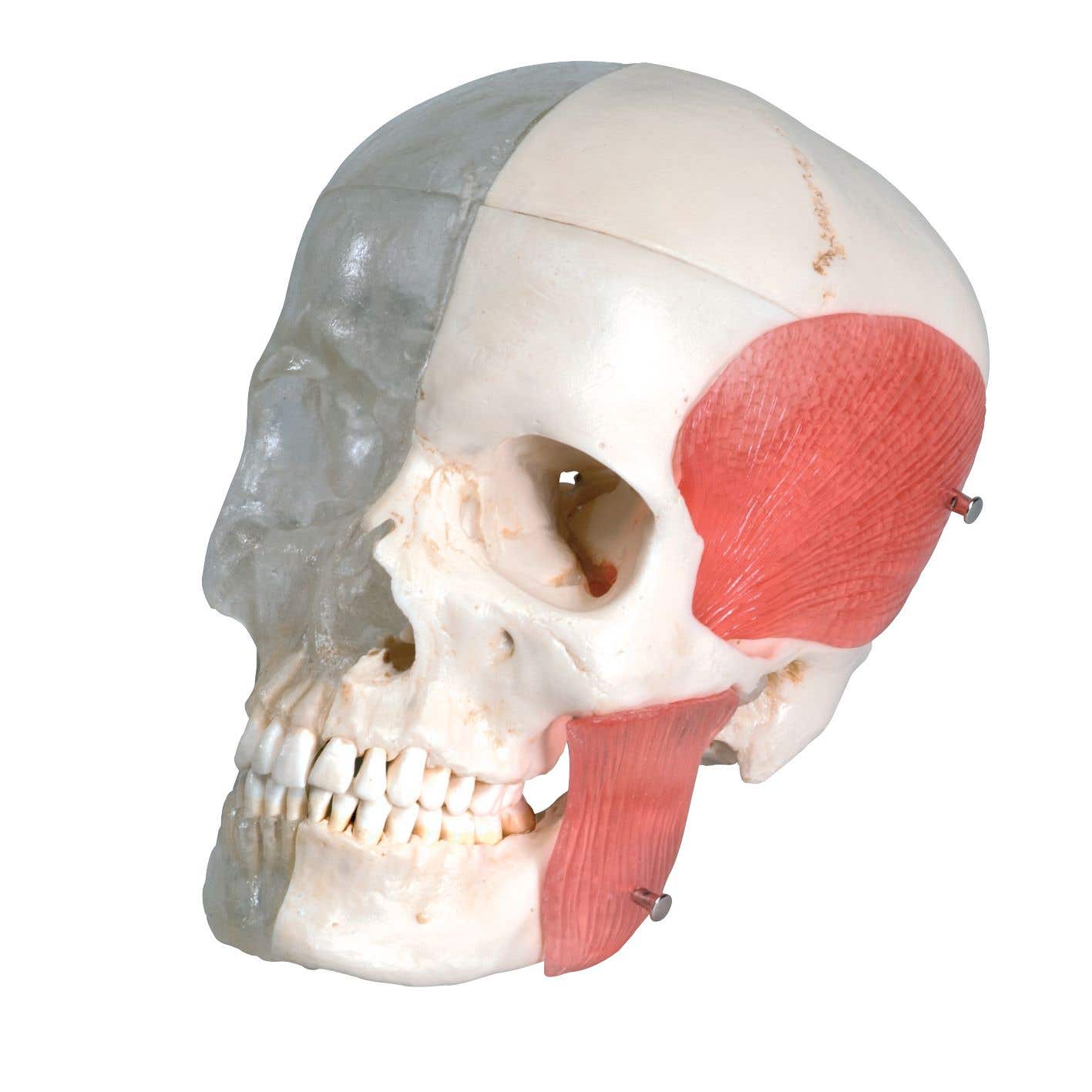 CombinedTransparent/BonySkull-8Part