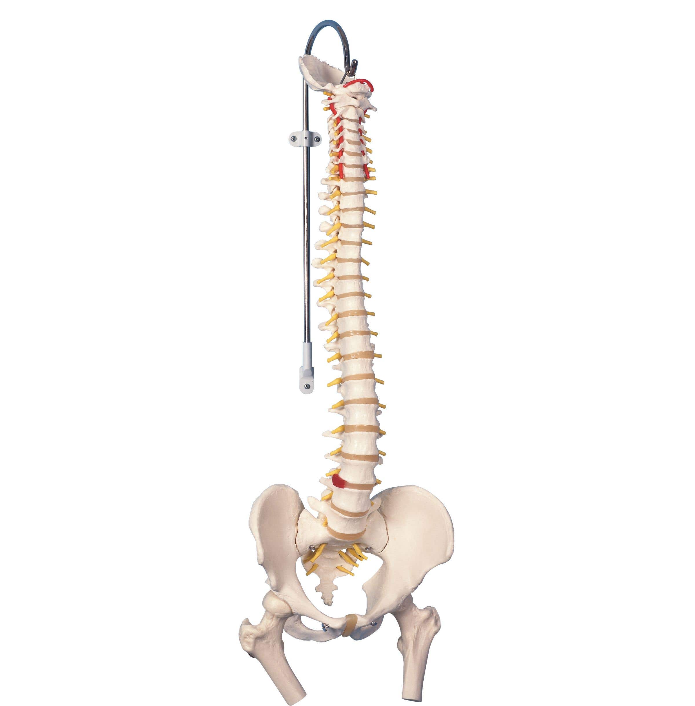 VertebralColumn&FemoralHeads
