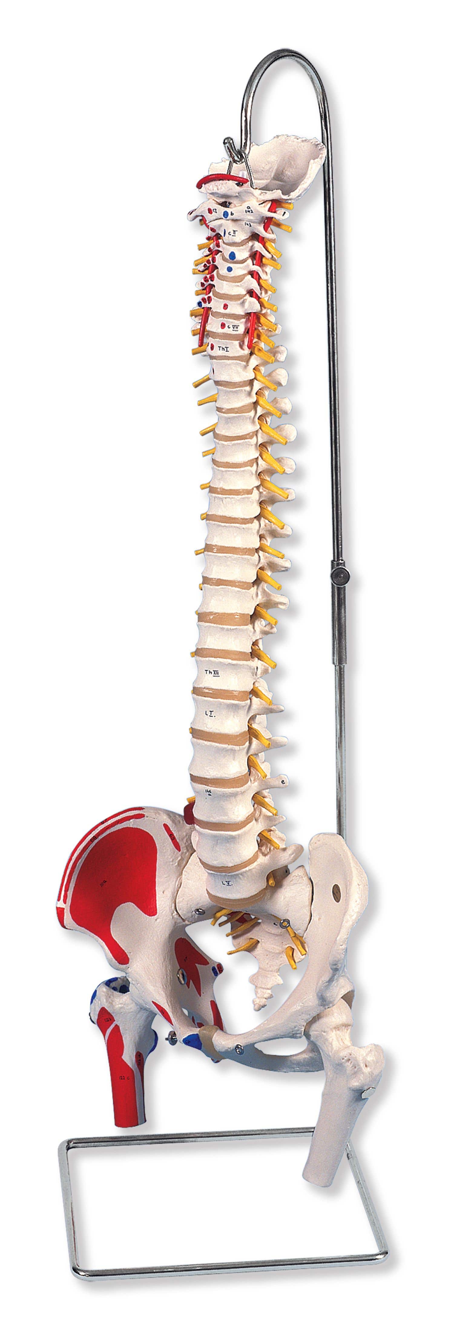 ClassicFlexibleSpinewithFemurHeadsandPaintedMuscles