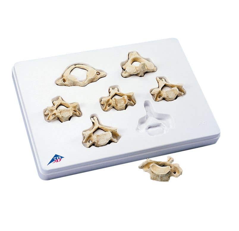 CervicalVertebrae-SetOf7