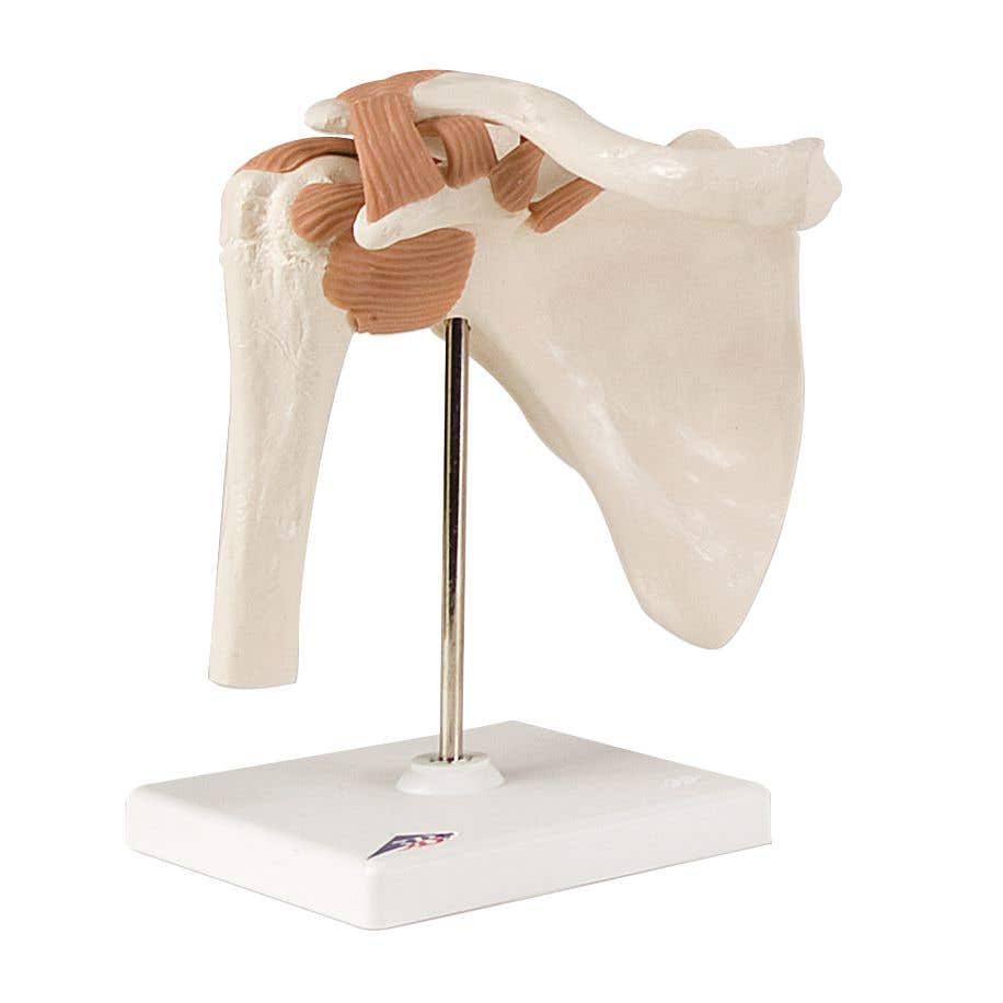 ShoulderJoint