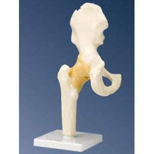 HipJoint