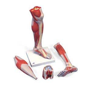 MuscledLegWithKnee-3Part