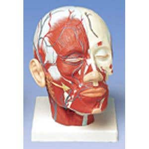 HeadMusculatureW/BloodVessels