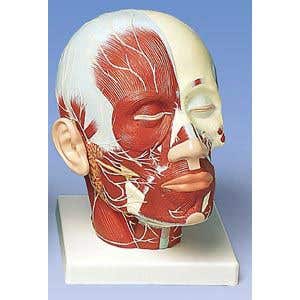HeadAndNeckMusculatureWithNerves