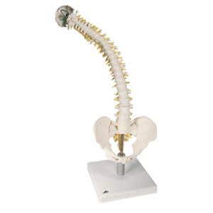 FlexibleSpineW/SoftIntervertebralDiscs