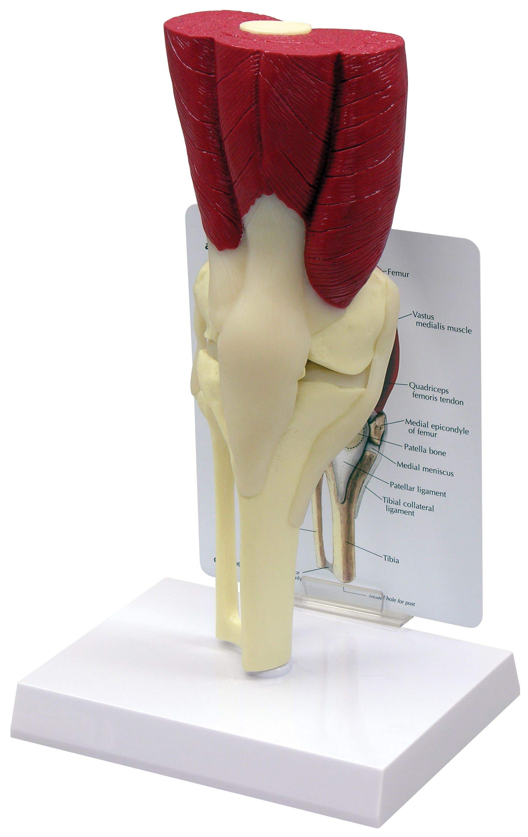 MuscledKneeModel