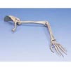 ArmSkeletonWithScapula&Clavicle-Right