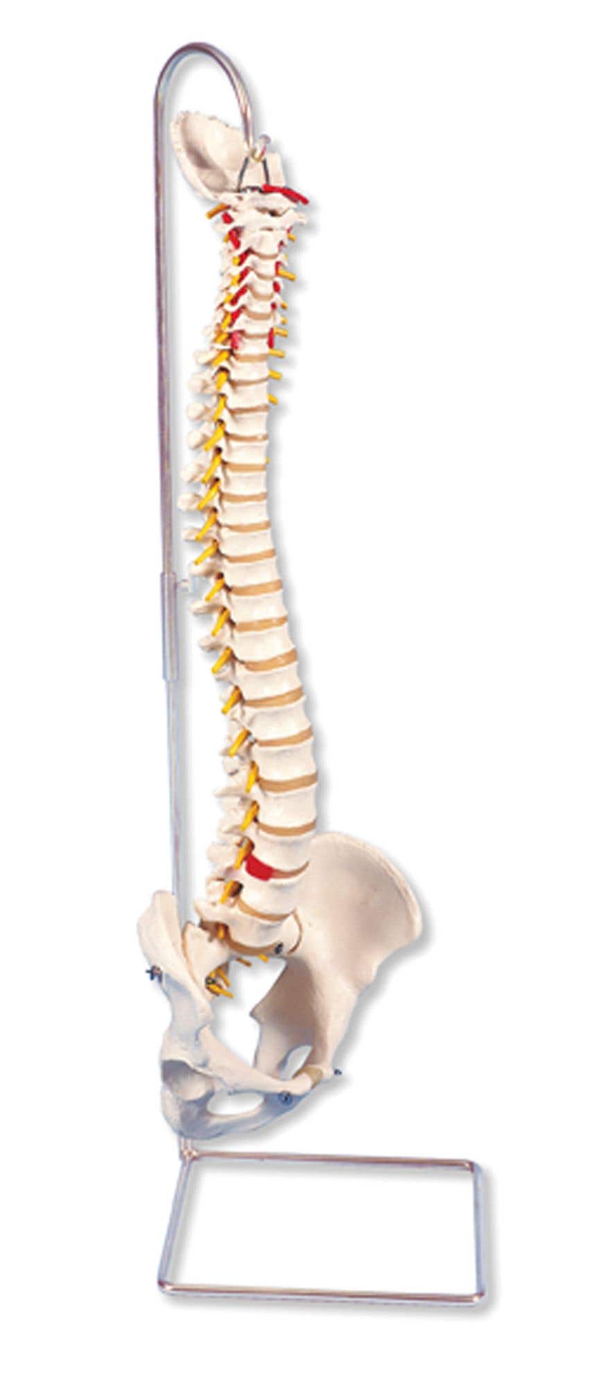HighlyFlexibleSpineModel