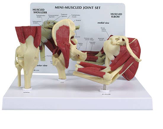 MiniMuscledJointSet